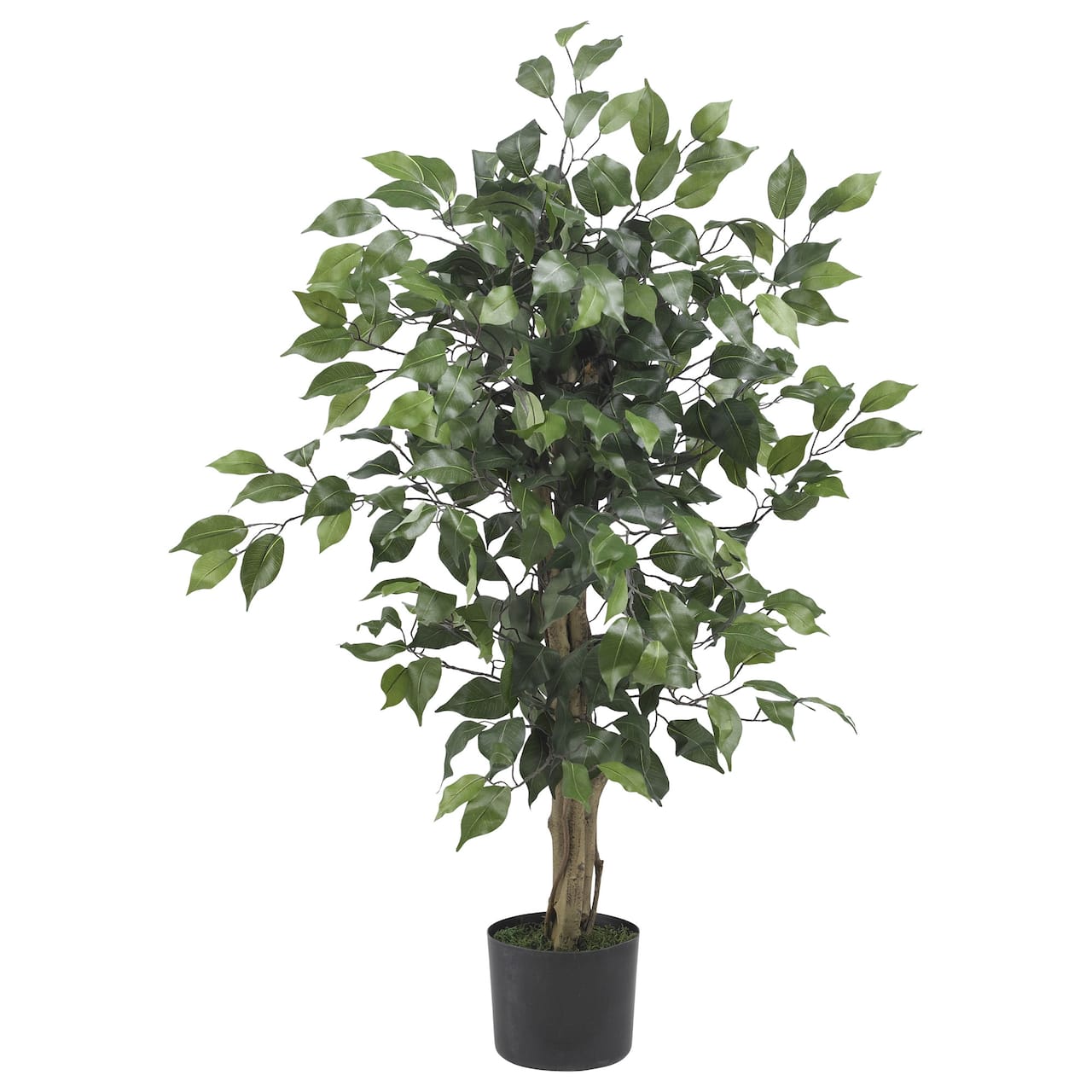 3ft. Potted Ficus Tree